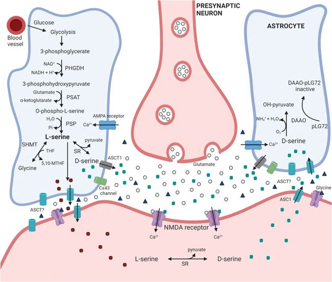 D-Serine And Phosphatidylserine D-Serine And Phosphatidylserine
